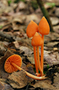 ˚Entoloma quadratum