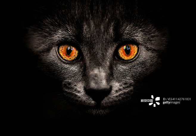 Cat in shadows.详情 - ...
