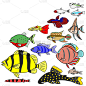 淡水热带鱼种类