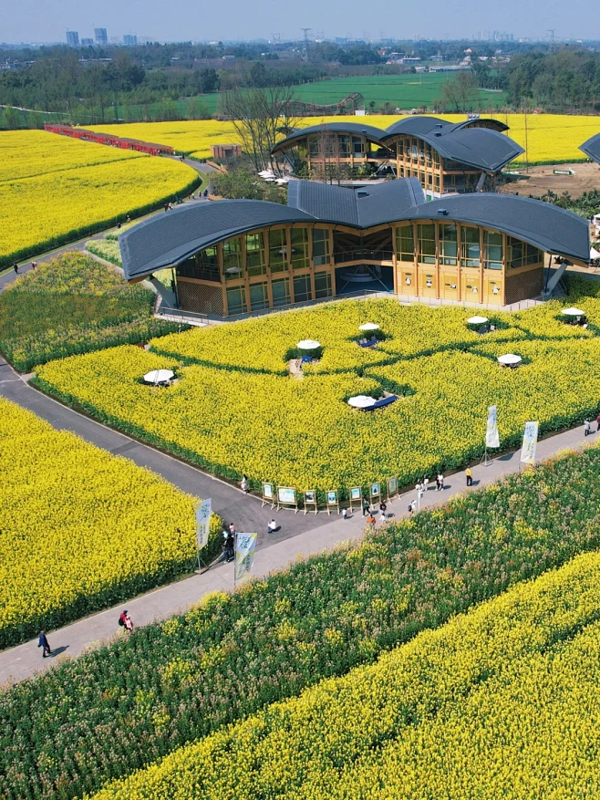 成都｜油菜花花海｜ 一定要去看看 - 小...