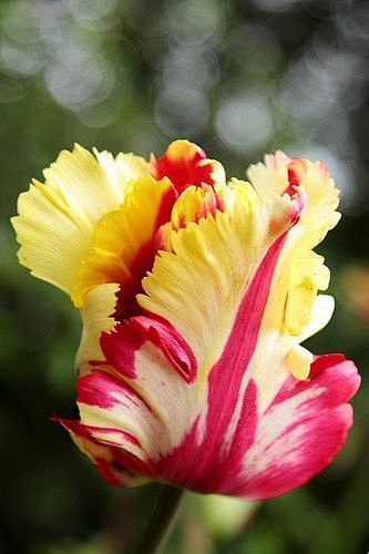 Flowers Tulip | Cool...