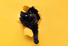点击来源直接获取大图文件 |有趣的黑猫撕破黄纸并抬头