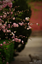 桃花谢 梨花来 丁香海棠次递开 #紫禁城的春天#处处在 ​​​​