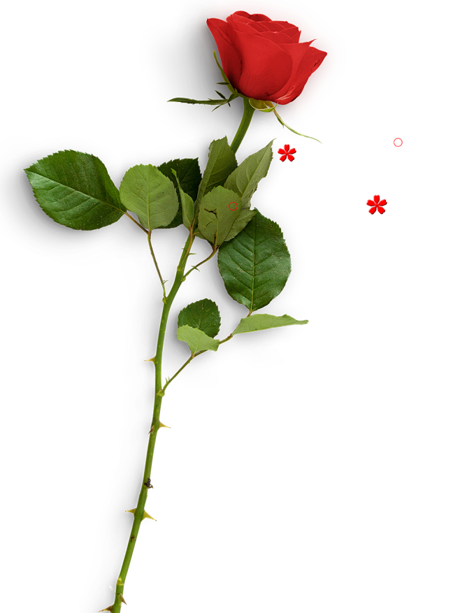 玫瑰花