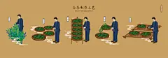 白茶制作流程