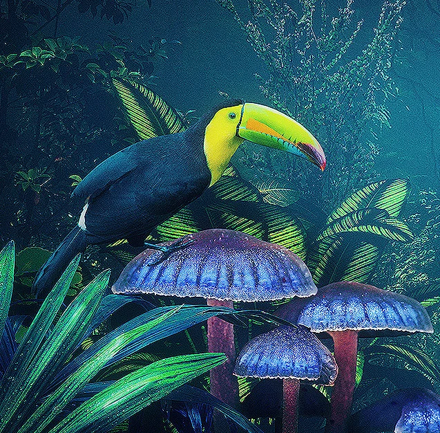 Selva : Trabajo realizado por fotomontaje e ilustración digital