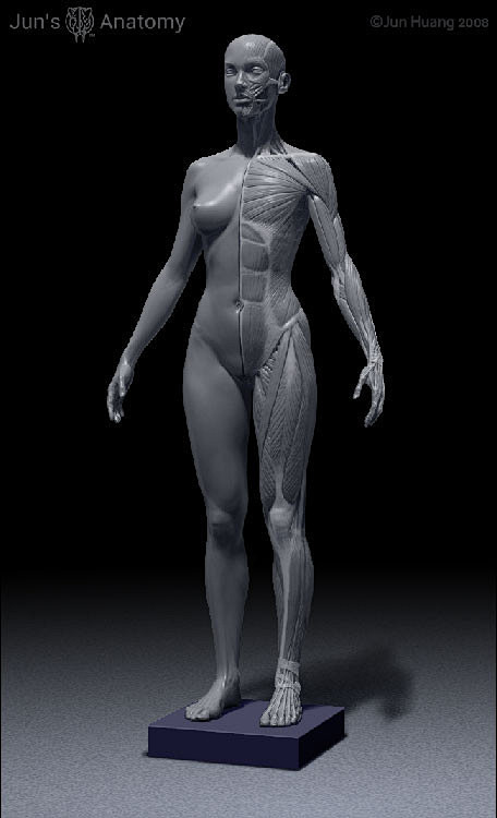 Human female anatomy...
