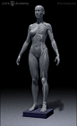 Human female anatomy model, Jun Huang : Human female anatomy model
