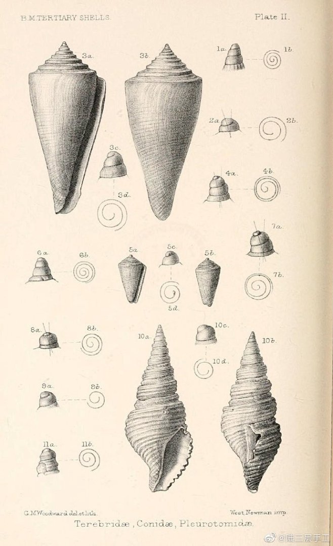 各种螺的壳参考，手绘、刺绣都适用-《地质...