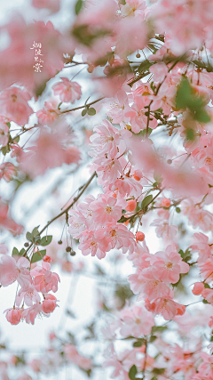 时光脚步采集到B---春暖花开    初夏