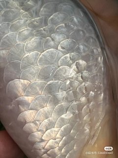 #绘画参考# 一组鳞片元素参考~ -花瓣网