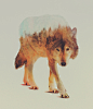 Double Exposure Animal Portraits by Andreas Lieby Christopher Jobson