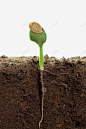 绿色发芽植物 页面网页 平面电商 创意素材
