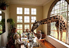 Myshun采集到世上唯一长颈鹿旅店 游