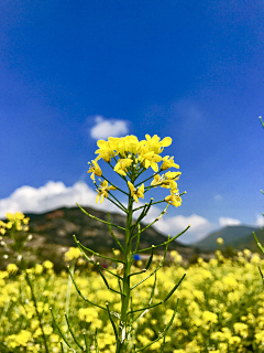 peppa采集到水果蔬菜植物