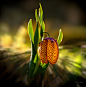 贝母
Delicate treasure- Fritillaria meleagris by Arif Unsal on 500px