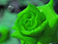 [来自以色列的绿色玫瑰，名叫碧海云天] 传说的绿玫瑰是不存于地只存于天上的花，他们说那是只存于天上的永恒爱情。天上的东西凡人又岂能拥有。爱情能让人忘记时间，时间却也能冲淡爱情。绿玫瑰只是人们对唯美事物的憧憬罢了。在神秘的大自然里，有一种玫瑰躲在草丛中，默默的散发着奇异的幽香。 因为花色青碧，比翠玉还要美，人们称之为绿玫瑰。可是它有毒，全身上下都有毒，只要手指一碰到它就会中毒。相传如果能在绿玫瑰开花时许个愿，什么美好的愿望都能实现。 也正因为绿玫瑰的罕见，被视为花中极品