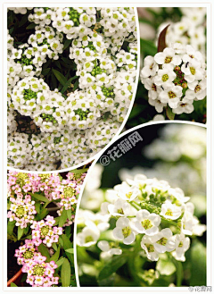淺憶ㄣ夢微涼采集到植物花卉
