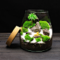 大号水滴苔藓植物盆栽微景观生态瓶 室内桌面趣味微型创意DIY绿植-tmall.com天猫