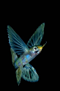 Keri Wilk. Flying Fish, Raja Ampat, Indonesia