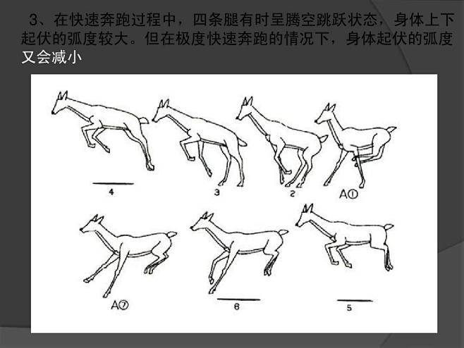 动画运动规律——动物