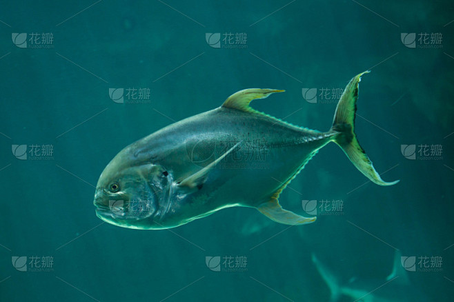 大眼鲹,水,水平画幅,水下,野外动物,热带气候,水族馆,杰克鱼,鲈形目,鱼类