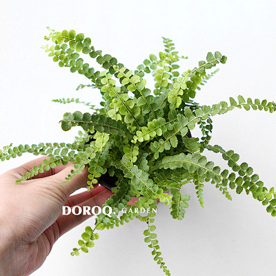 com林汀212从imbecile转采于2017-06-15 11:11:33蕨类林汀212同采自