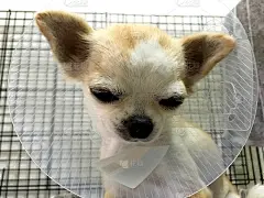 生病的吉娃娃小狗坐着，戴着塑料漏斗项圈。