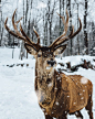 Photo Of Deer On Snow 