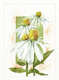 Watercolor, Coneflowers (study), by Jake Marshall, 2015.: 