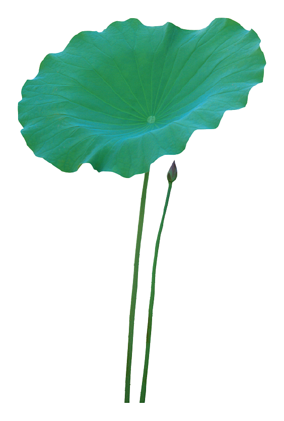 荷叶3