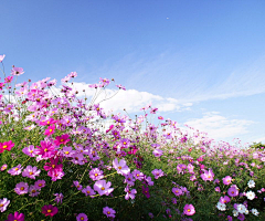 来日方长卍卍采集到花朵