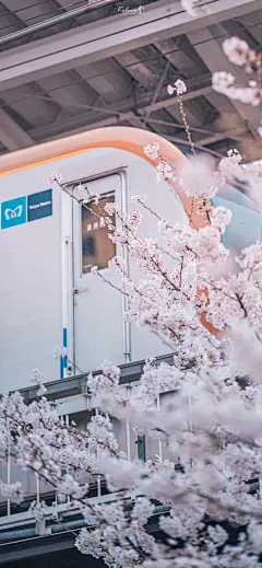 今日治愈壁纸 | 樱花烂漫 : ☀每天08：30请记得打开手机，查收我的礼物开启美妙的一天（点击图片可放大保存）