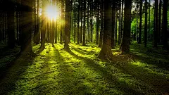 清晨的树木森林图片-风景壁纸-高清风景图片-第3图-娟娟壁纸