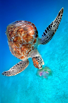 【动物世界】海龟 (上)活在异次元的亚历山大采集到动物素材采集photo