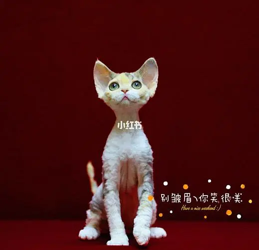 德文卷毛猫_百度图片搜索-花瓣网