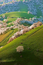 Spring Apricot Blossoms, Shinjang, China.
photo via paul #国外# #美景#