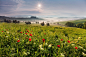 Photograph Tuscan meadow by Daniel Řeřicha on 500px