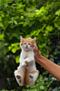 小猫,白色,橙色,垂直画幅,美,提举,爪子,动物身体部位,户外
