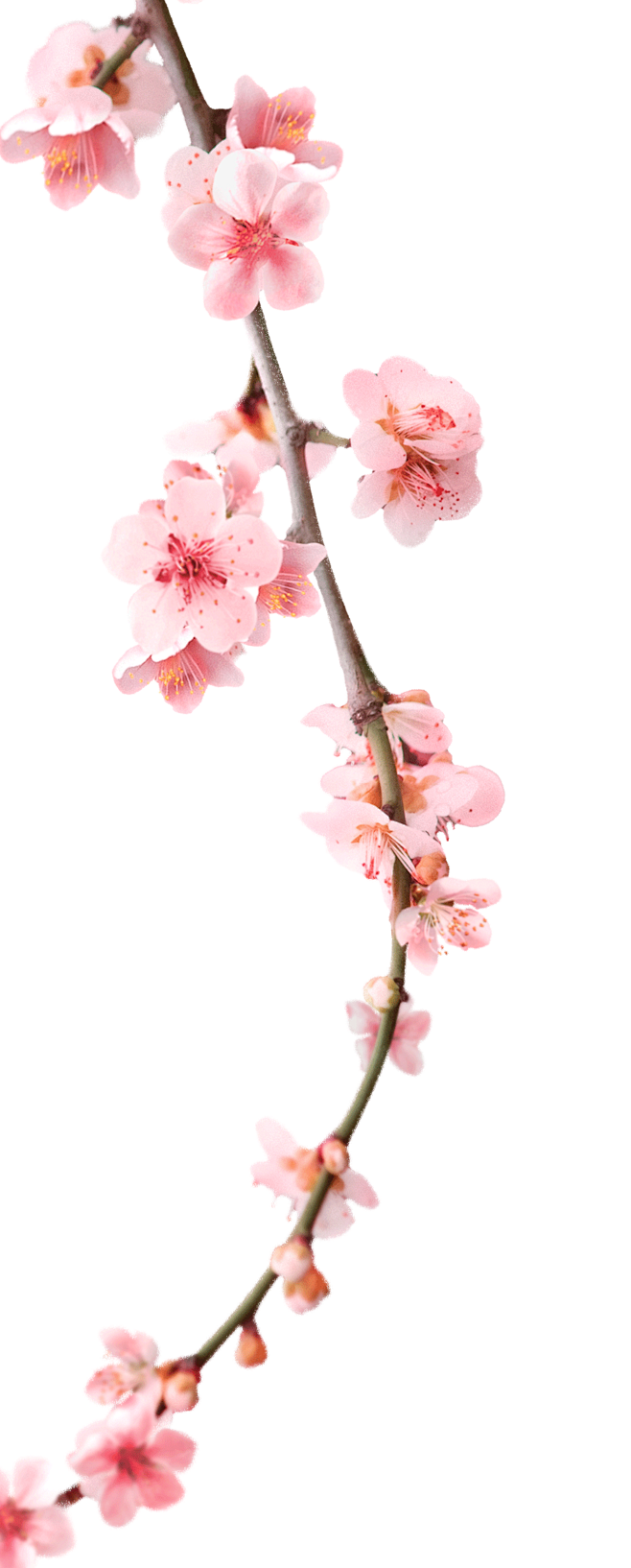 桃花png鲜花植物素材design