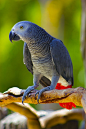 African Grey Parrot