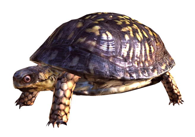 Box-Turtle-PNG-Free-Download-花瓣网