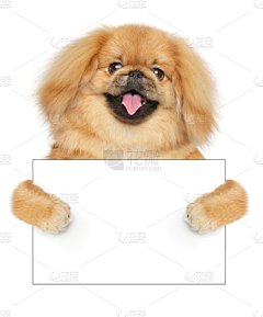 北京犬,空的,狗,贺卡,白色背景,名片,爪子,哈巴狗,垂直画幅,边框