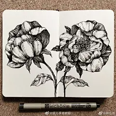 #画画干货# 这组线描鲜花的作品可是画的相当立体了 （图源网络，侵删） ​​​​