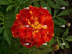 万寿菊 学生花 花壁纸 天鹅绒花 土耳其康乃馨 死花 夏花 阳台花