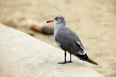 海鸥,飘然,海港,野生动物,灰色,云,加利福尼亚,壁纸,翅膀,梦想