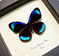 Eunica Alcmena Flora | Real Butterfly Gifts Framed Butterflies and Insect Displays