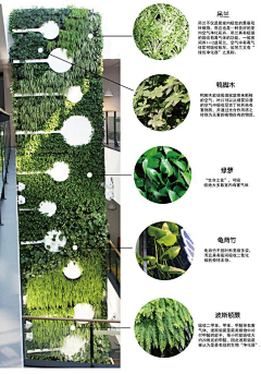 饶阿志=植物墙1花艺软装1花艺培训采集到植物墙装饰