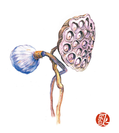 尘世佛心2020采集到花之茶坊