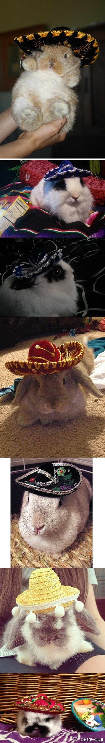 给兔子戴墨西哥帽！/ 转